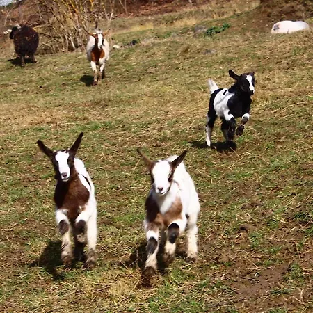 Le Wigwam Du Fassac Luksustelt